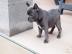 Franz�sische Bulldogge Welpen mit Papier