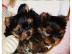 s��e Yorkshire Terrier Welpen in black a