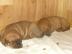 Tosa inu Welpen mit Papiere