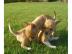 Super s��e mini chihuahua welpen mit pap