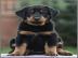 Beauceron (Berger de Beauce) FCI Welpen