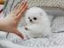 Super S�sse Nett~pom~eranianab sofort a
