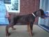 Dobermannwelpen mit VDH / DV Papieren