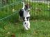 Jack Russell Terrier Welpen