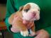 Adorable English bulldog for Rehoming