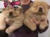 Chow Chow Welpen VDH/FCI