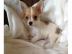Chihuahua Welpen
