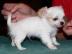 Bildsch�ne Chihuahua Welpen !