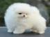 Pomeranian/whatsapp +491732426064