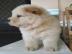 Chow-Chow-Welpen WhatsApp (+436811078174