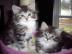 Wundersch�ne Maine Coon Kitten