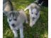 Reinrassige Siberian Huskywelpen