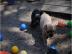 Franz�sische Bulldoggen Welpen mit Papie