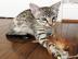 Sch�ne F5 registrierte Savannah Kittens