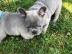 Entz�ckende Franz�sischen Bulldogge Wel