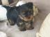Traumhaft s��e reinrassige Yorkie Welpen