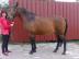 Polnische Warmblutstute Betty! 850 EUR