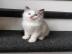 Baby kitten mit papieren