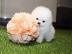 POMERANIAN ZWERGSPITZ  WELPEN ZUM VERSCH