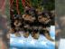 Reinrassige Yorkshire Terrier Welpen