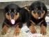 T�pfchen ausgebildet Rottweiler Welpen z