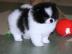 Pomeranian/Zwergspitzwelpen