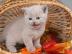 Reinrassige Britisch Kurzhaar Katzenbaby