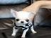 schone Mini chihuahua welpen Zu verkaufe