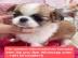 s��e MINI chihuahua welpen mit Papieren