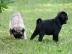 Reinrassige Mops welpen