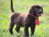 Labrado Retriever puppies
