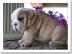 Sch�ne Englisch Bulldogge Welpen zu Chri