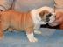 Zuckers��e Englische Bulldogg Welpen