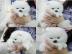 Super s??e Pomeranian Zwergspitz Welpen. 