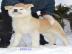 Japanischer Shiba Inu