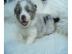 Australian Shepherd Welpen