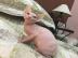 Baby kitten mit papieren