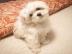 Maltese Welpen