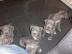 Amstaff Pitbull Blueline 12 Monate alt