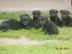 S�sse Labrador Babys zvk mit gratis Lief