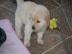 Golden Retriever Welpen zu verkaufen