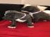 Blueline American Staffordshire Terrier