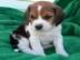 mnnliche und weibliche Beagle-Welpen
