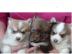 Pomsky Welpen suchen ein neues Zuhause :