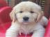 Sch�ne golden retriever-Welpen f�r die R