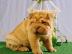 Shar Pei Welpen