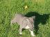 American Staffordshire terrier welpen bl