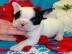 Franz�sische Bulldoggen Welpen