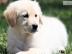 Golden Retriever Welpen in Creme/Wei�