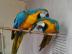 Blau und Goldaras